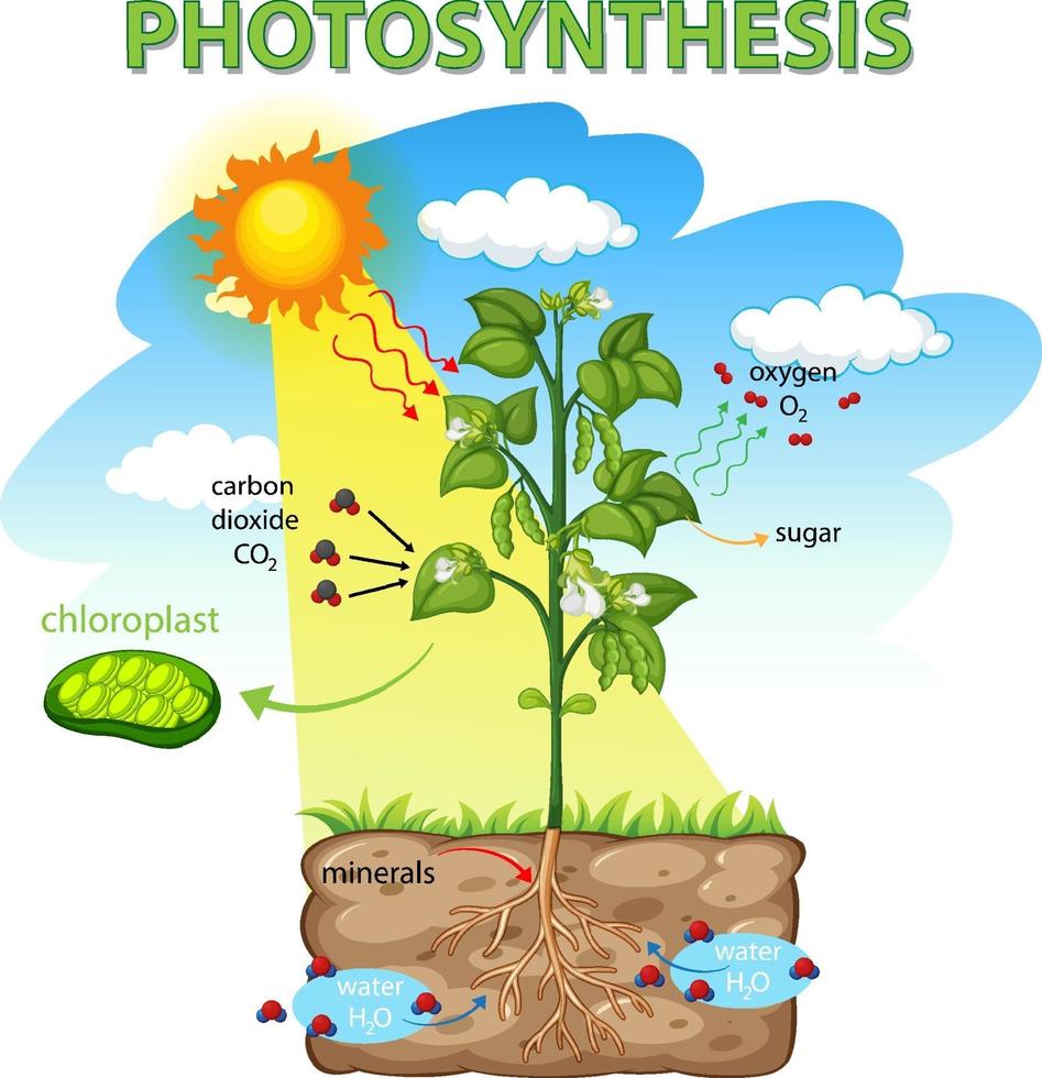 Diagrama que muestra el proceso de fotosíntesis en planta. vector