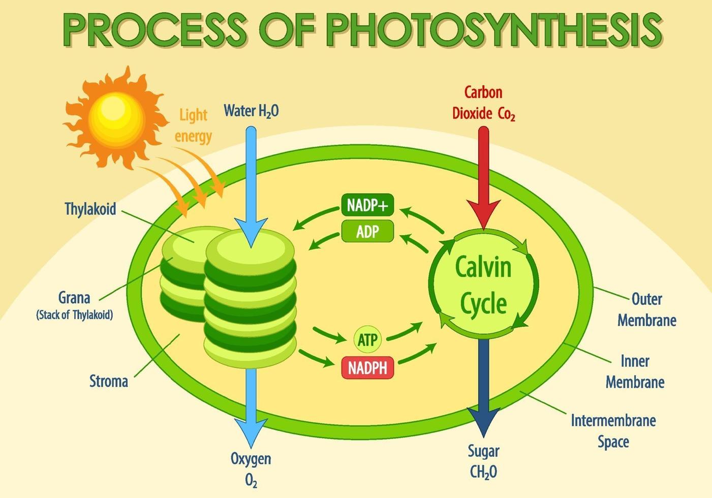 Diagram showing process of photosynthesis in plant 3426910 Vector Art