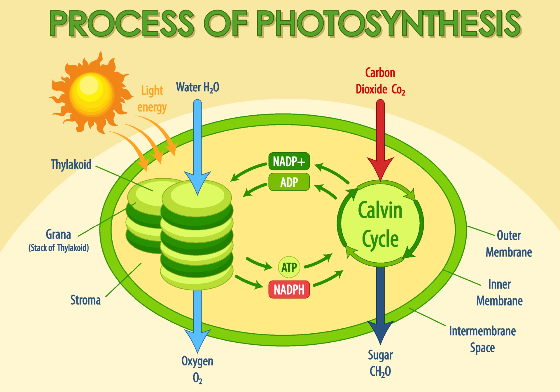 Diagram showing process of photosynthesis in plant 3426910 Vector Art