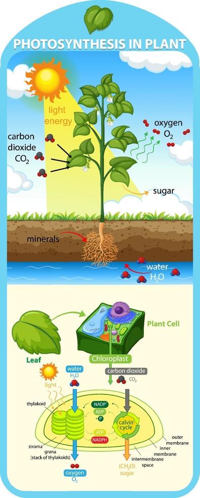 Diagram showing process of photosynthesis in plant vector
