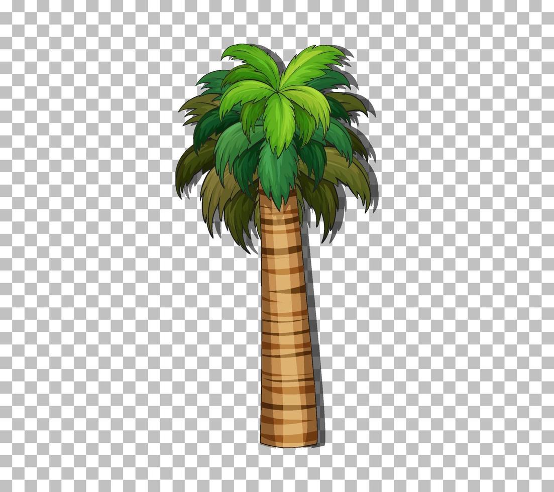 Palm tree isolated vector