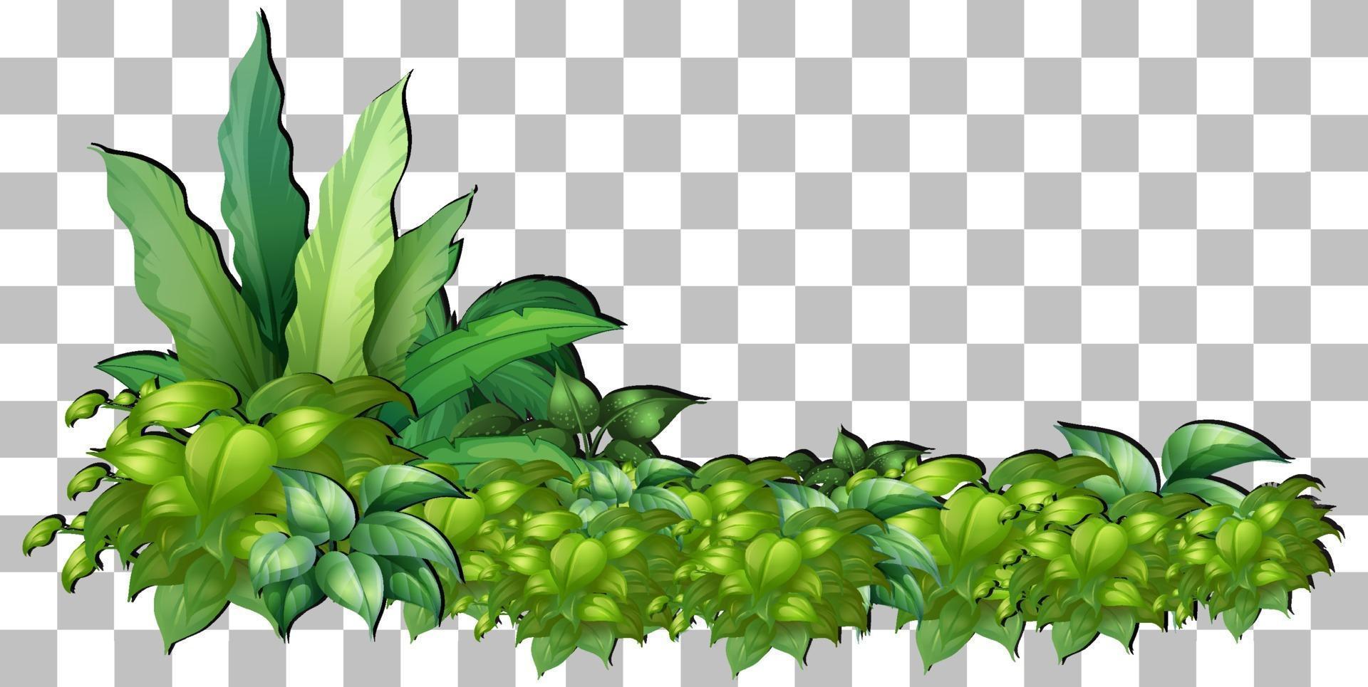 Variety trees isolated vector