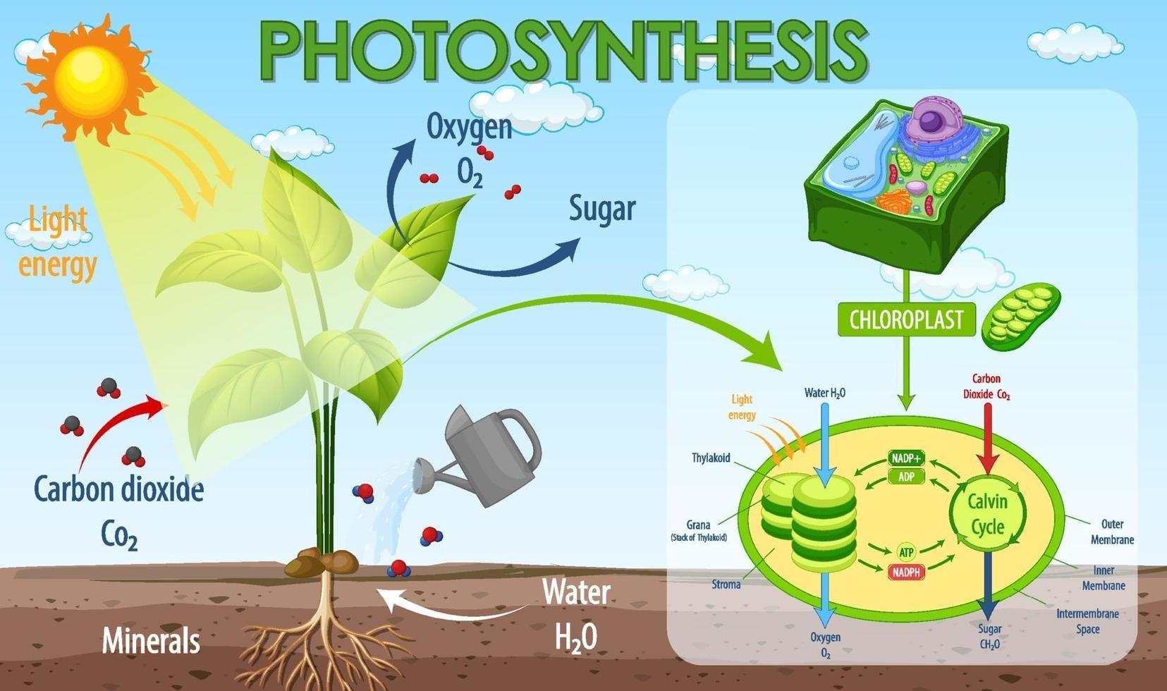 Diagram showing process of photosynthesis in plant vector