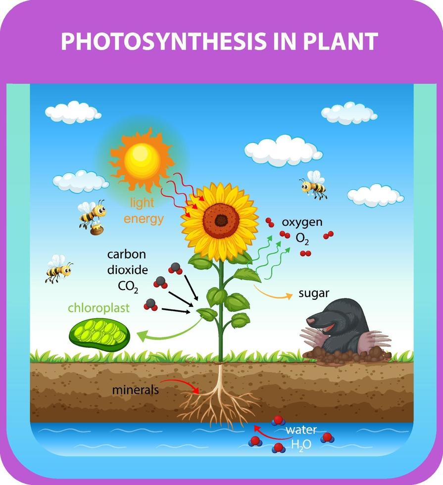 Process of photosynthesis in plant vector