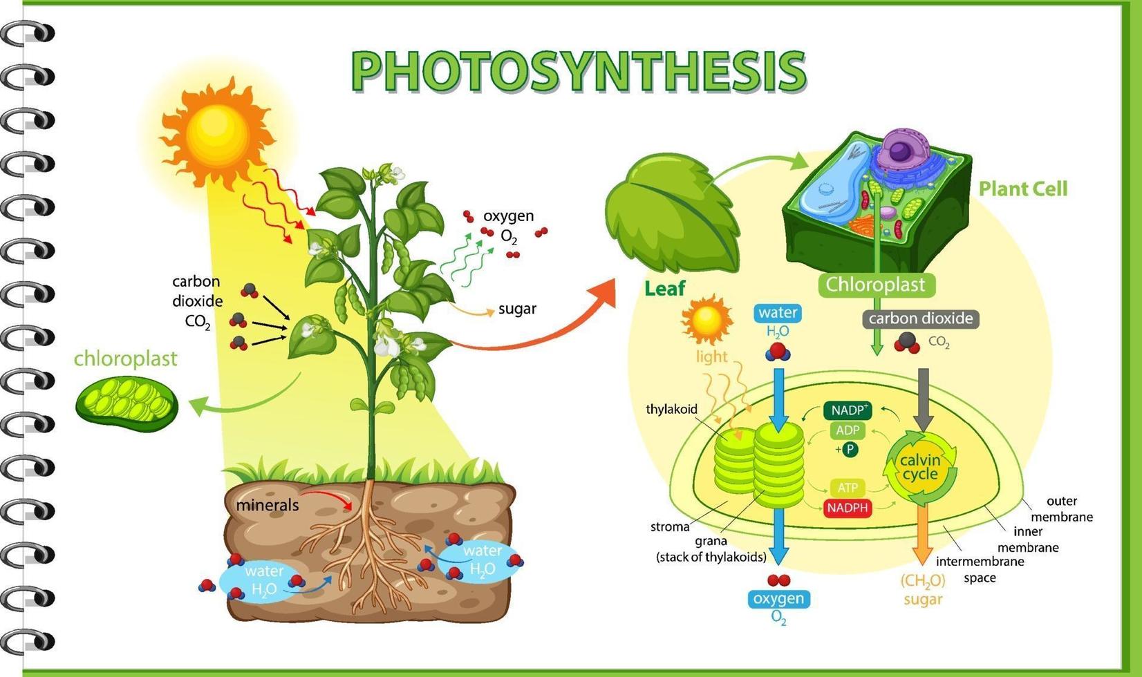 Diagram showing process of photosynthesis in plant vector