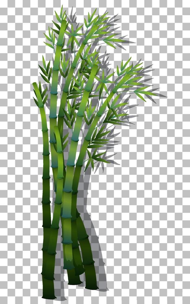 Bamboo branches isolated vector