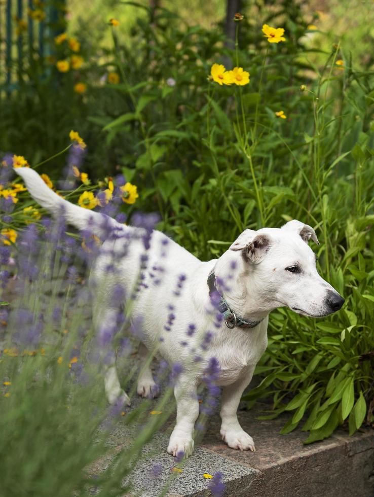 Jack Russell Terrier puppy photo