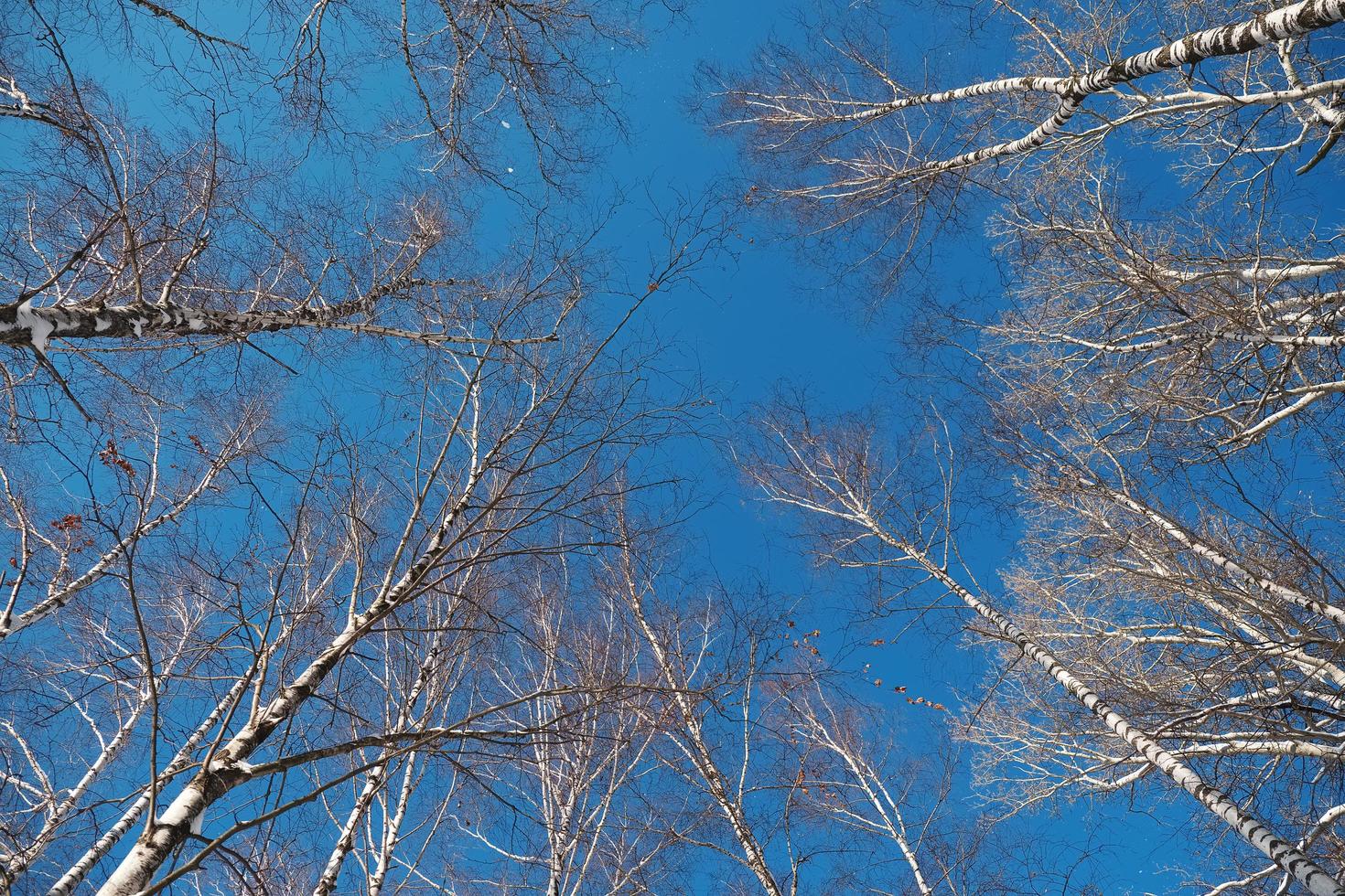 Trunks of birch trees against the clear sky photo