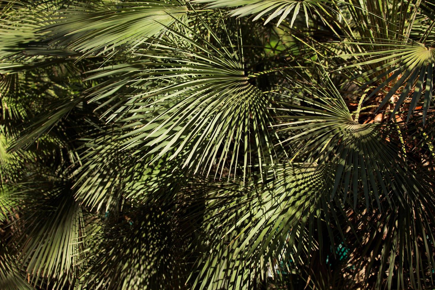 Tropical shrub with leaves in summer photo