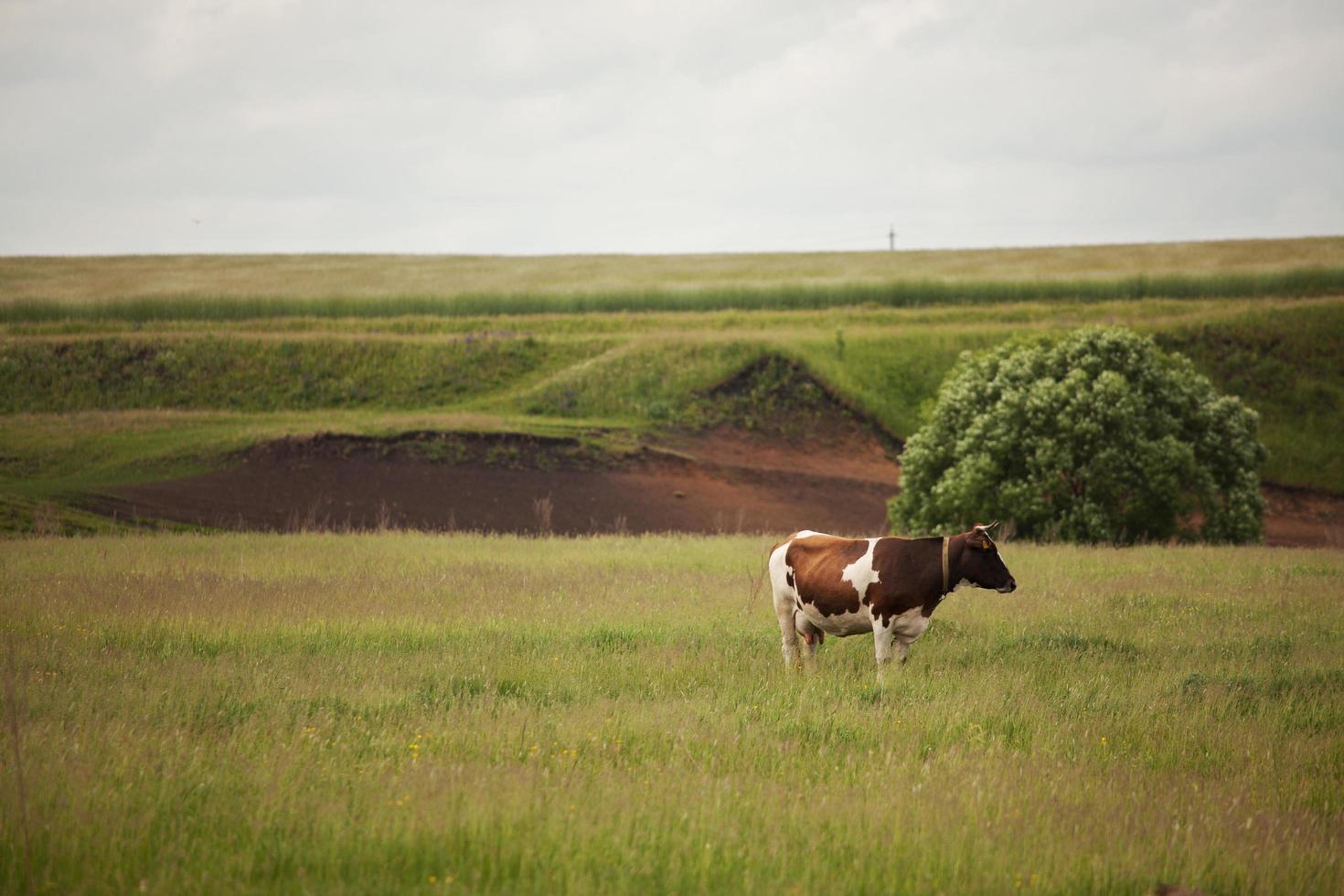 vaca se encuentra en un prado y mirando en algún lugar foto