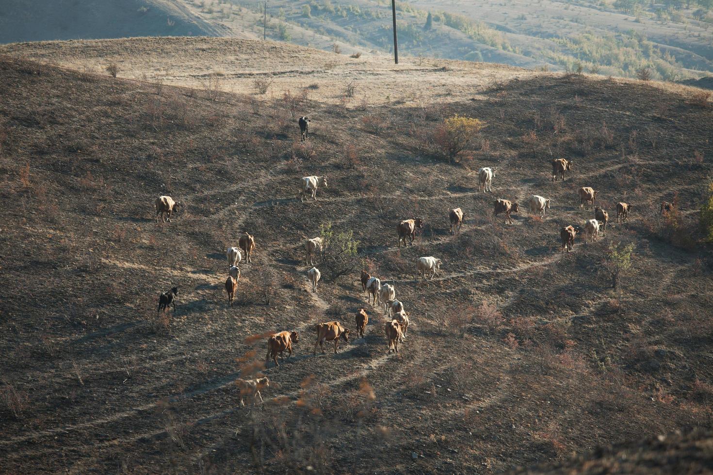 Rebaño de vacas pastando en un valle foto