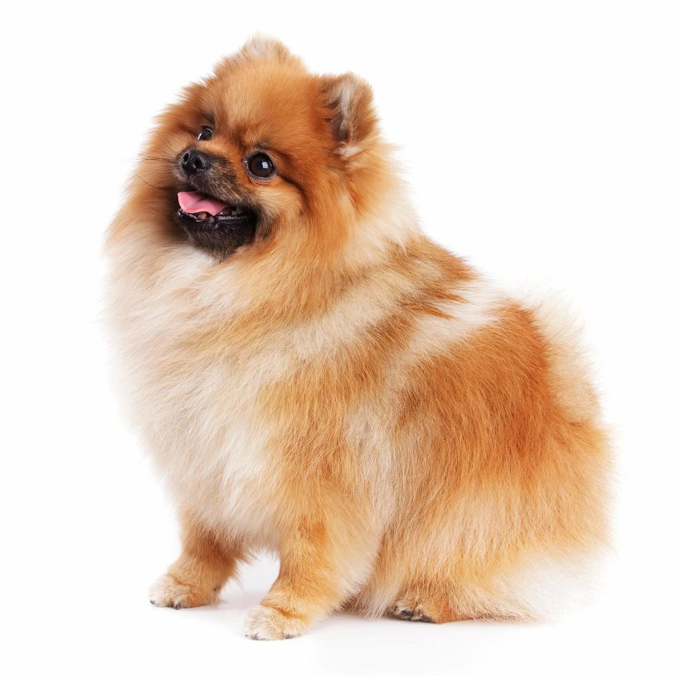 lindo pequeño color rojo pomerania foto