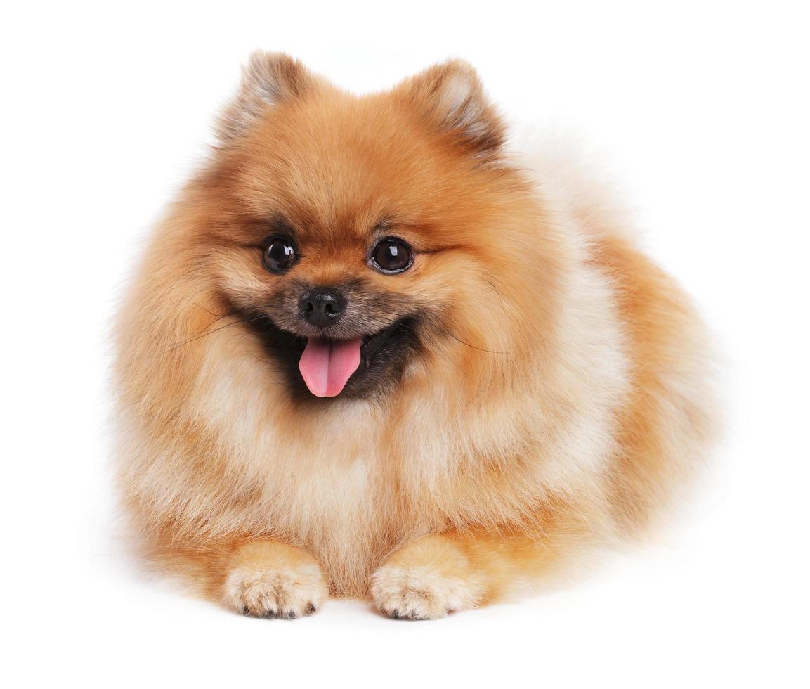 cachorro de Pomerania miente foto