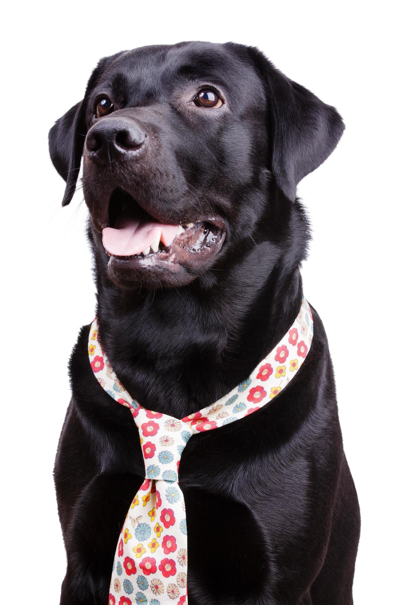 Black labrador in a flowered tie 3427485 Stock Photo at Vecteezy
