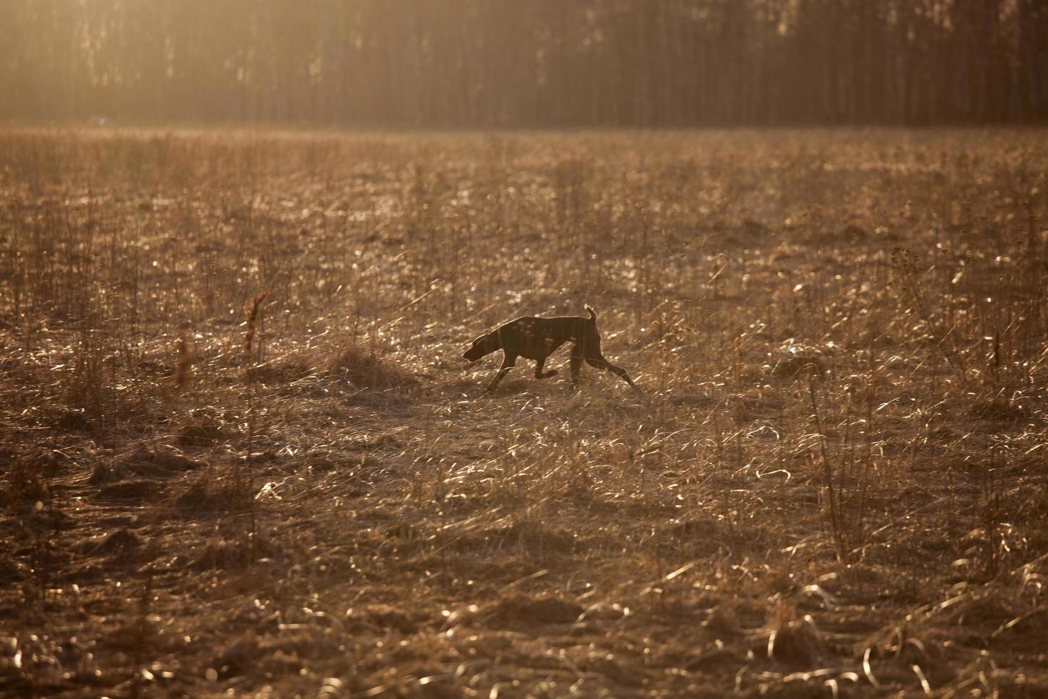 Hunting dog running across the field photo