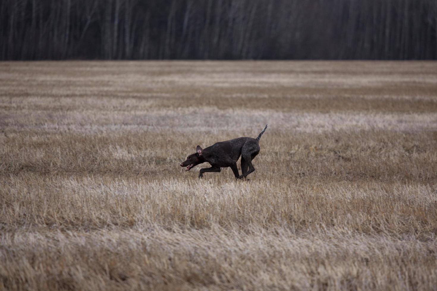Kurzhaarruns across the field of cut grass photo