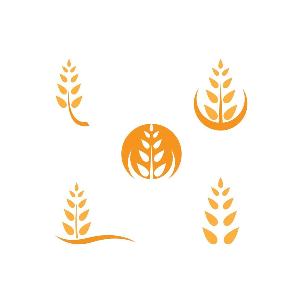 Wheat logo template vector