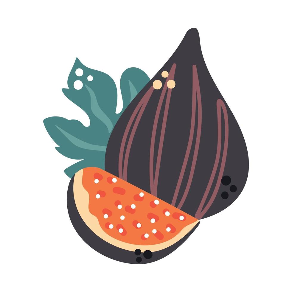 Hand drawn figs with leaf, modern flat illustration vector
