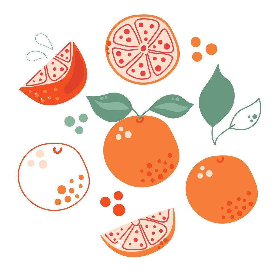 conjunto de pomelos o naranjas planos dibujados a mano. Ilustración moderna. vector