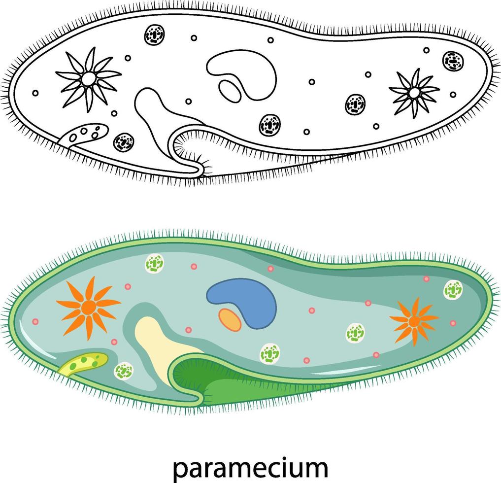 Paramecio en color y garabato sobre fondo blanco. vector