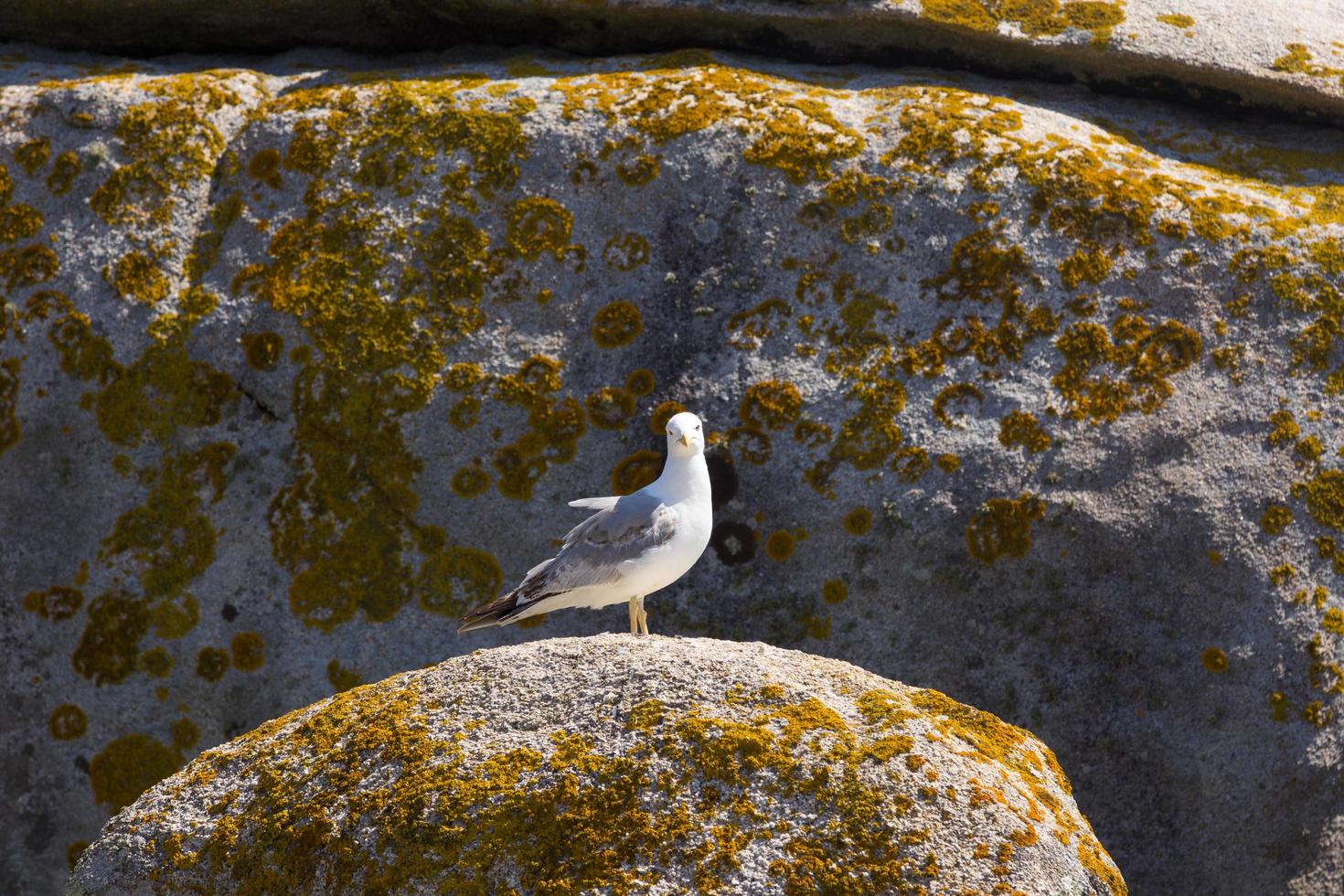 Seagull, bird that is usually at sea. photo