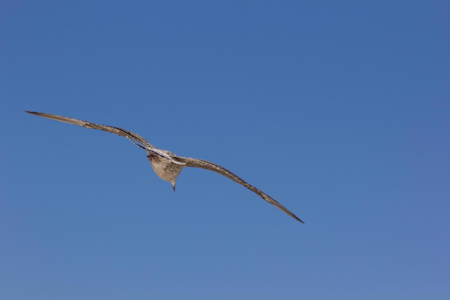 gaviota, ave que suele estar en el mar. foto