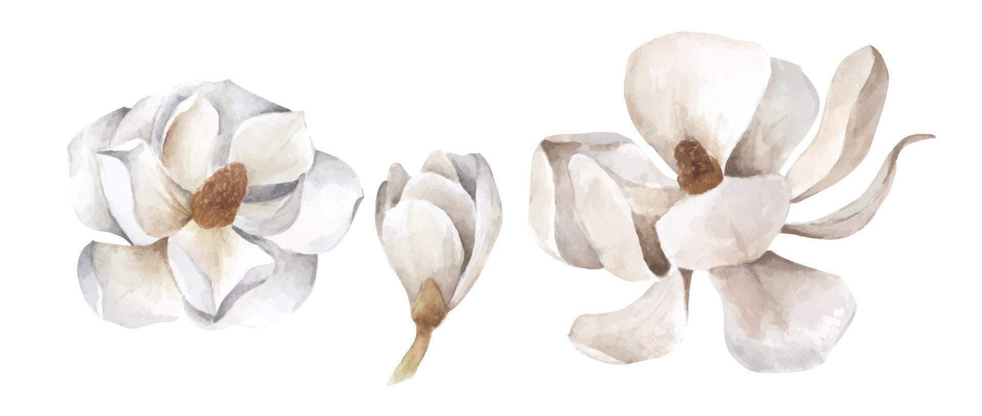 Set of white magnolia. Watercolor illustration. vector