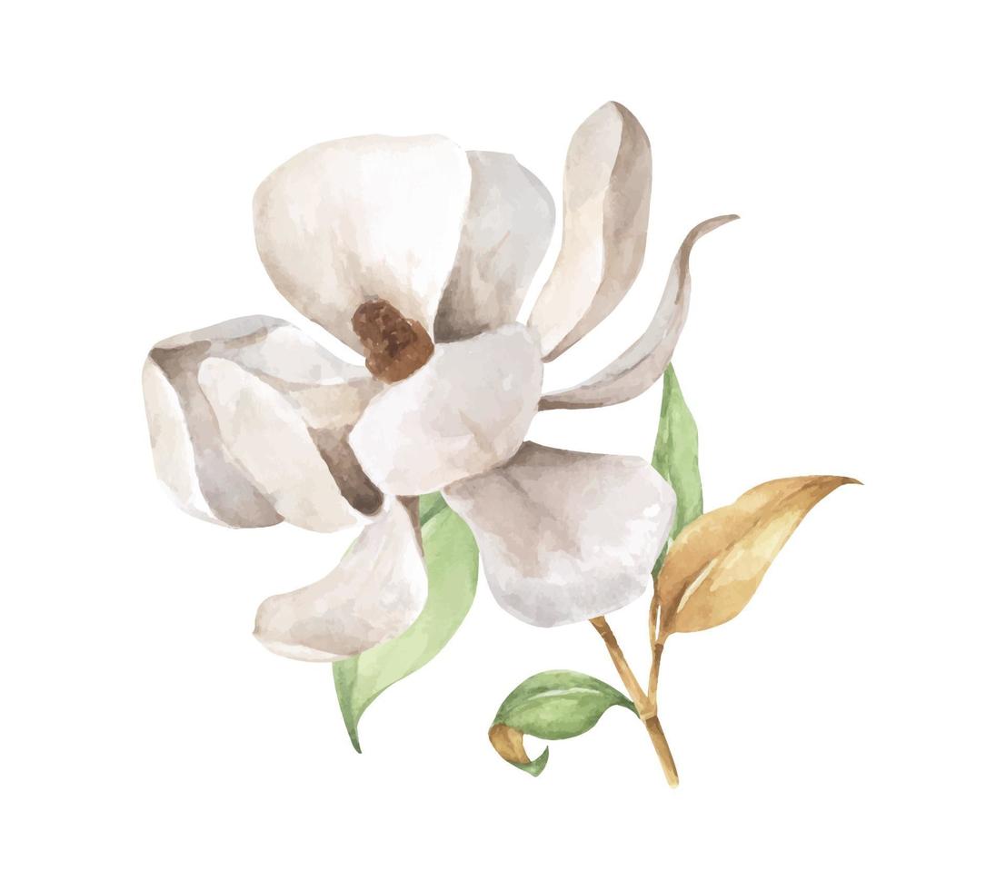 rama de magnolia con hojas y flor blanca. Ilustración acuarela. vector