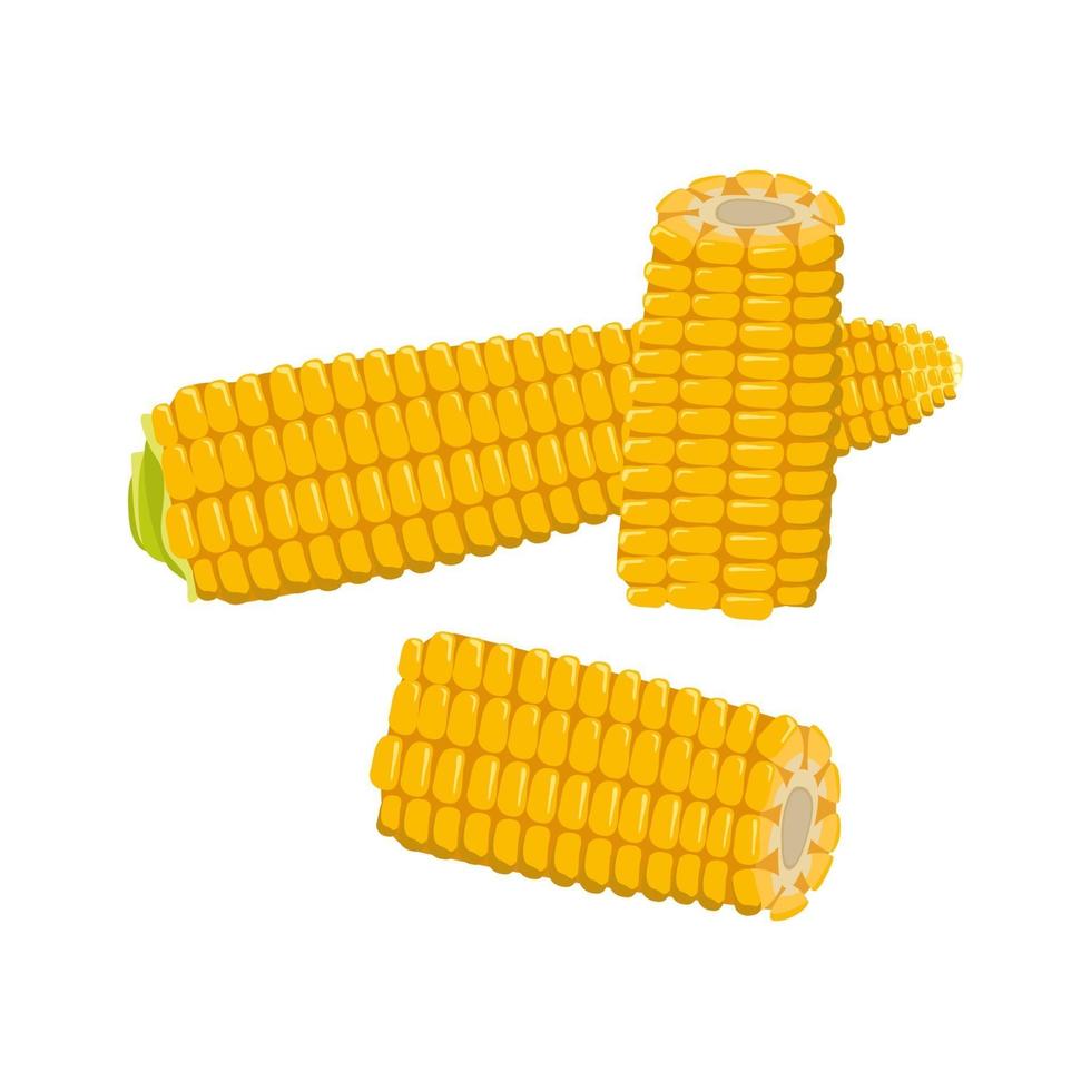 Set of corn cobs with leaves and grains. Summer and autumn harvest vector