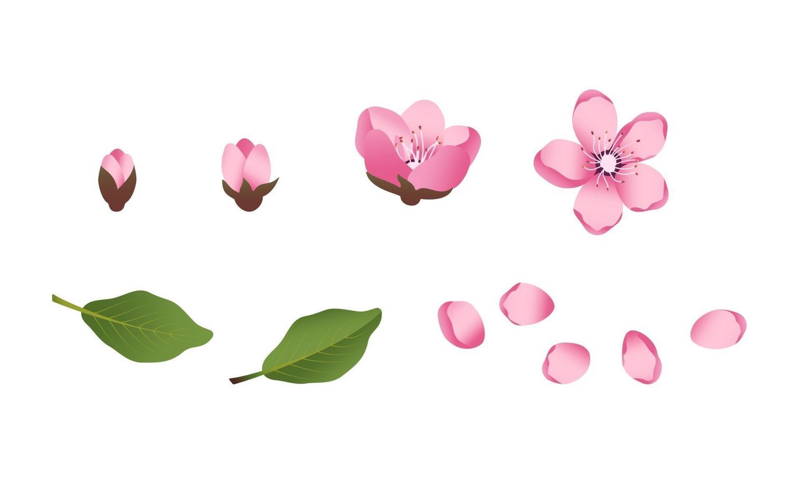 lindo conjunto de iconos de flores de sakura. la cereza ha florecido vector