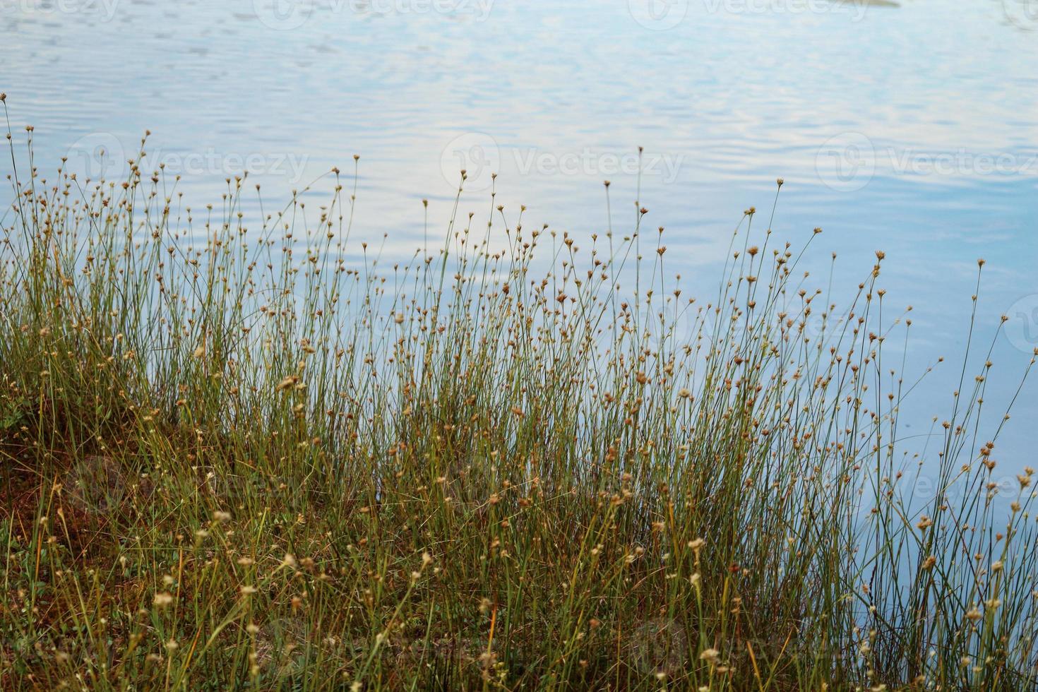 Grass with yellow flowers growing on lake bank with sky reflection photo