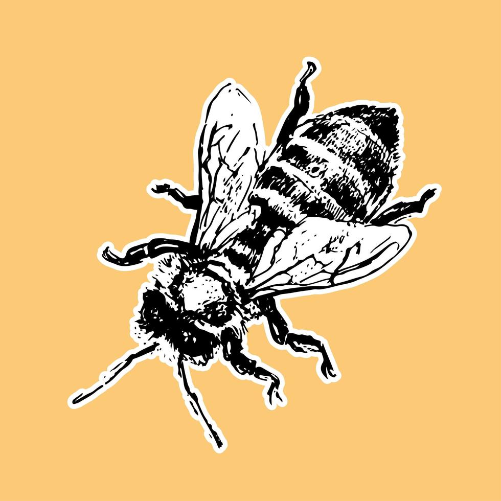 abeja dibujada a mano boceto ilustración de vector de miel negra