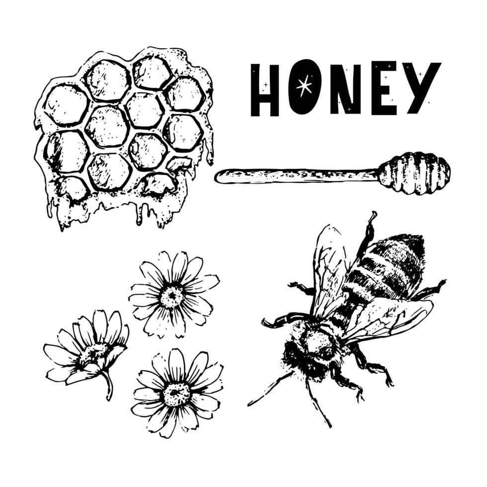 Vector honey set. Vintage hand drawn illustration