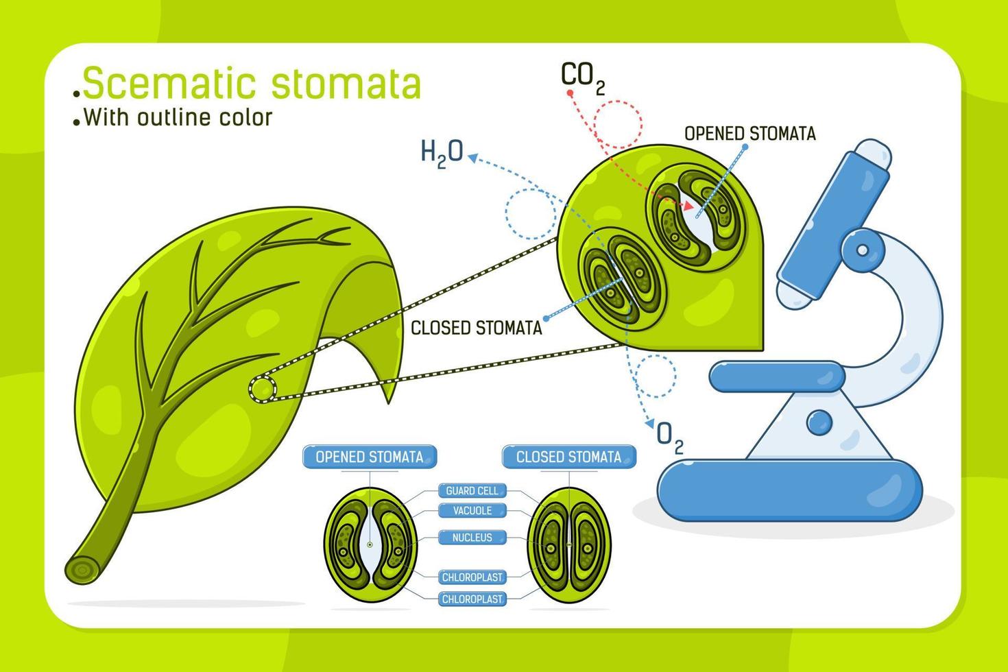 Magnified leaf stomata with schematic stomata open and closed vector