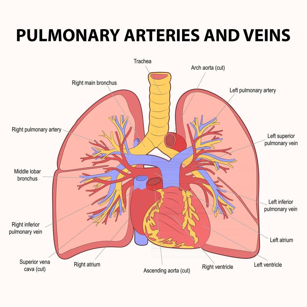 0365 arterias y venas pulmonares. Circulación pulmonar. vector