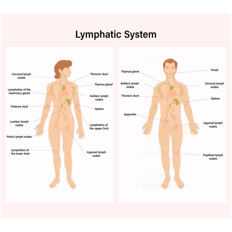 Explanatory sheet with the parts of the lymphatic system vector