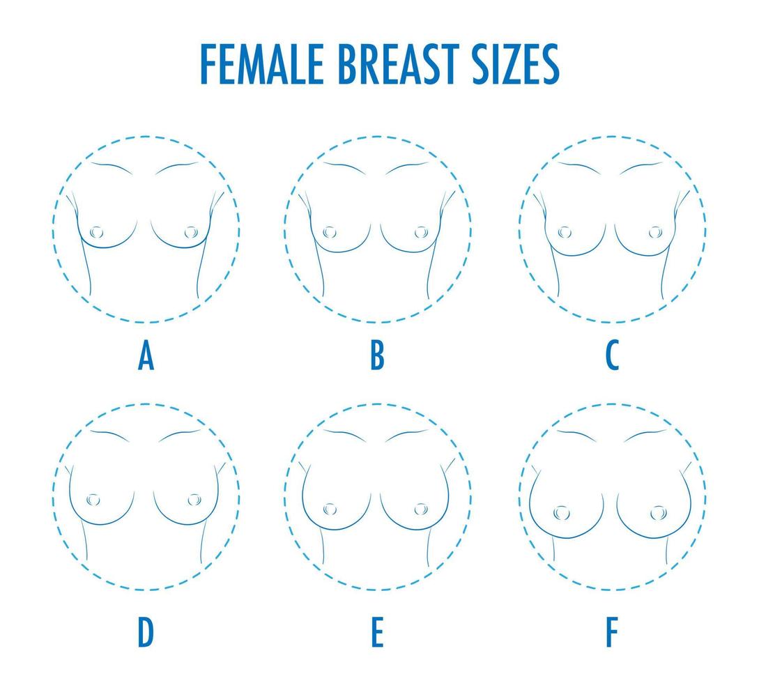 Set of contour round icons of different female breast size, body 3435687  Vector Art at Vecteezy