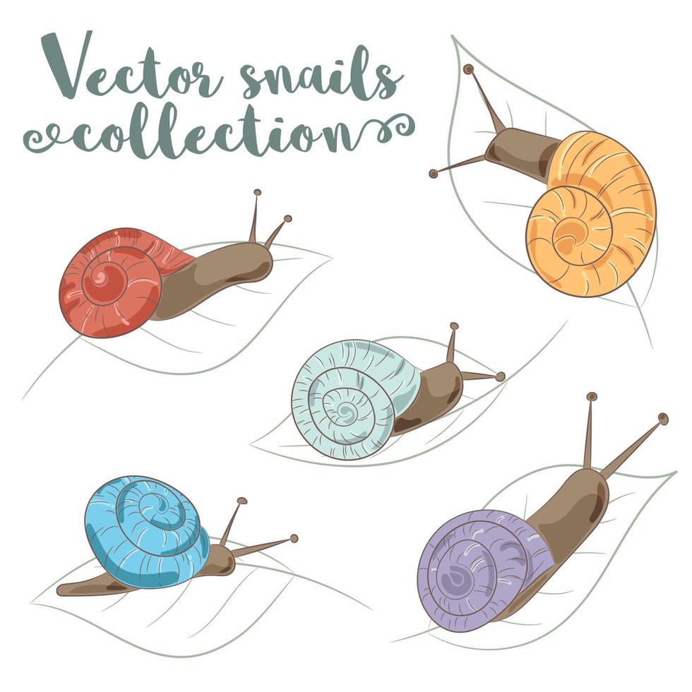 colección de caracoles, dibujados a mano vector