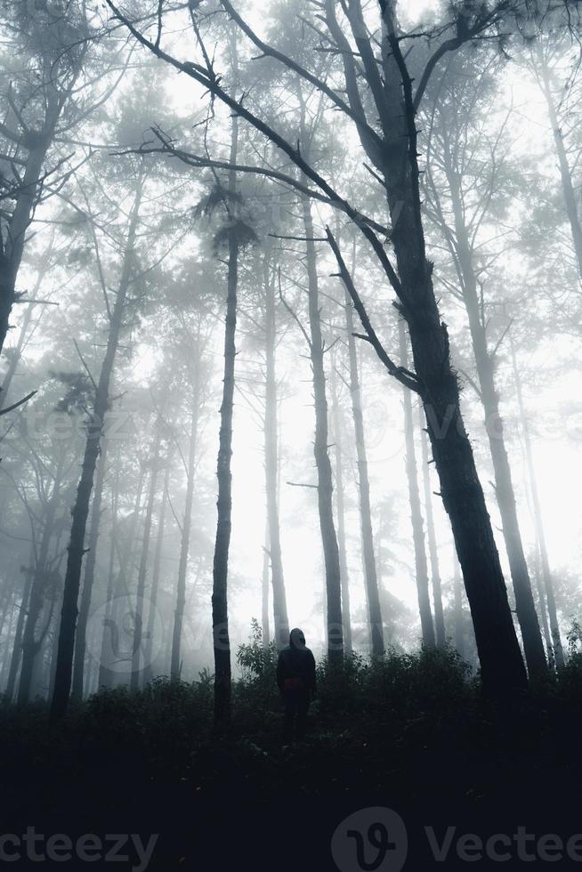 dark forest during a foggy,forest pine in asia photo