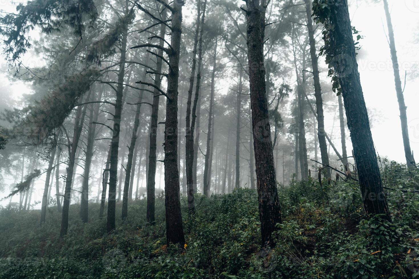 dark forest during a foggy,forest pine in asia photo
