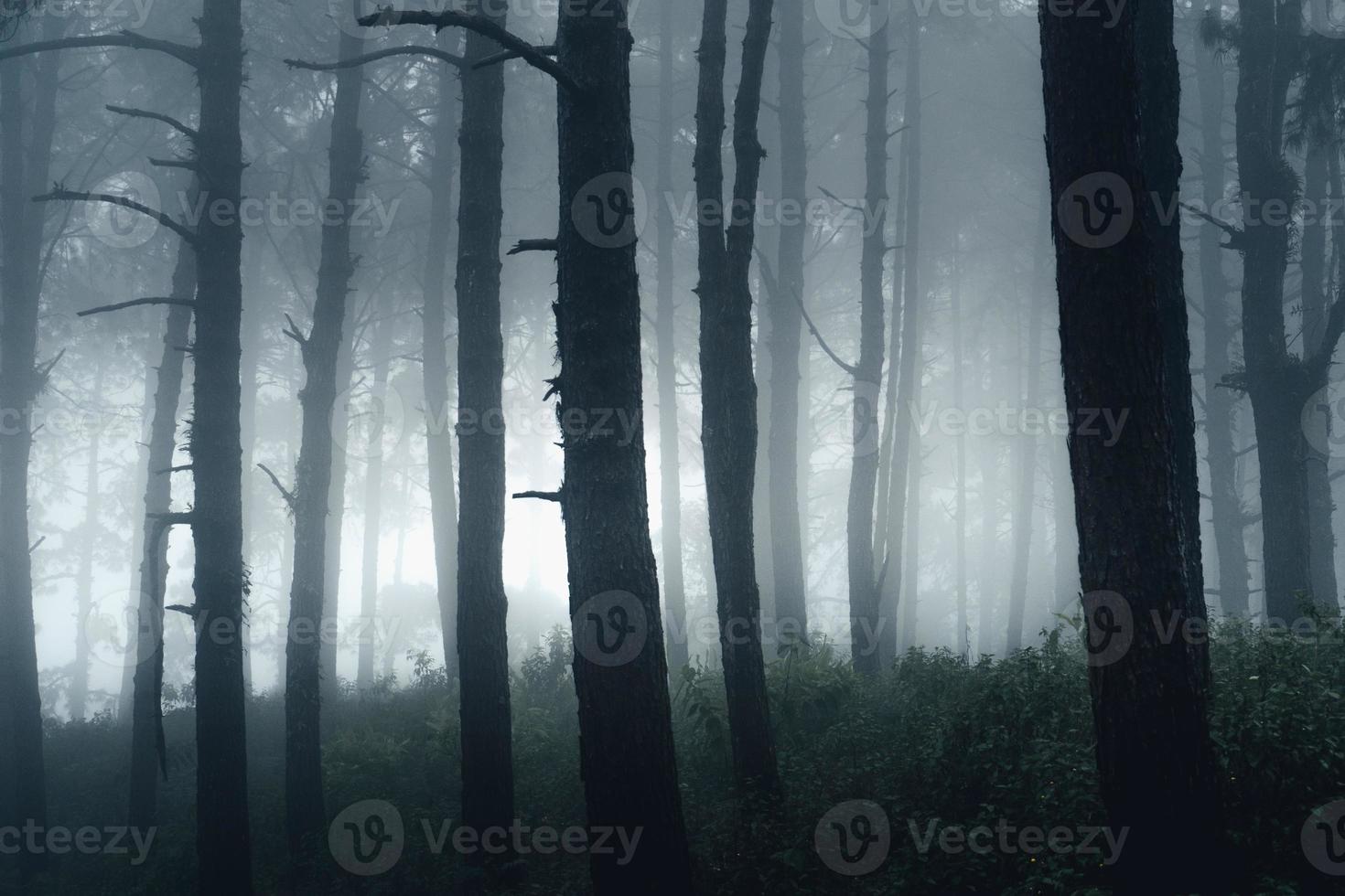 Bosque oscuro durante una niebla, bosque de pinos en Asia foto