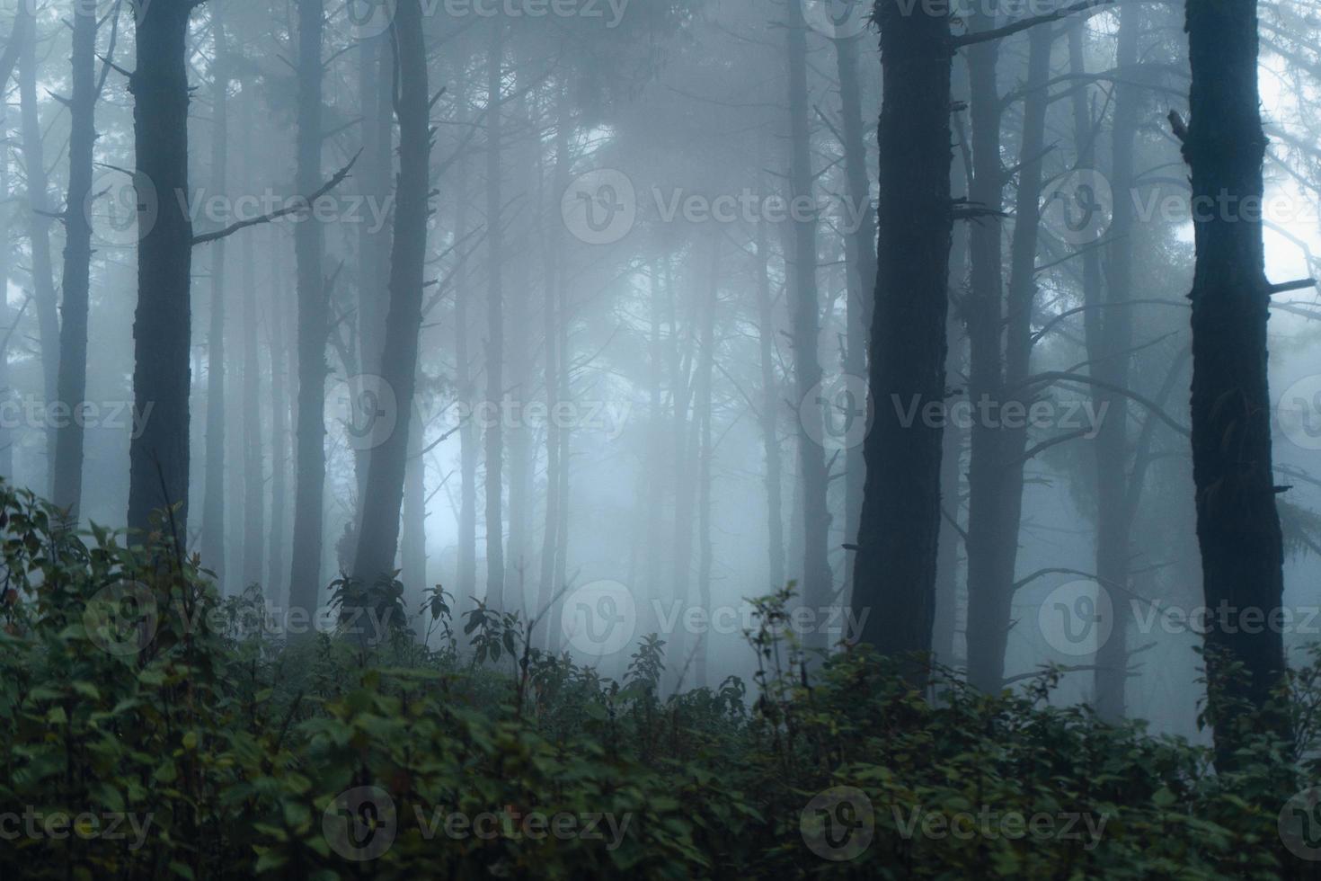 Bosque oscuro durante una niebla, bosque de pinos en Asia foto