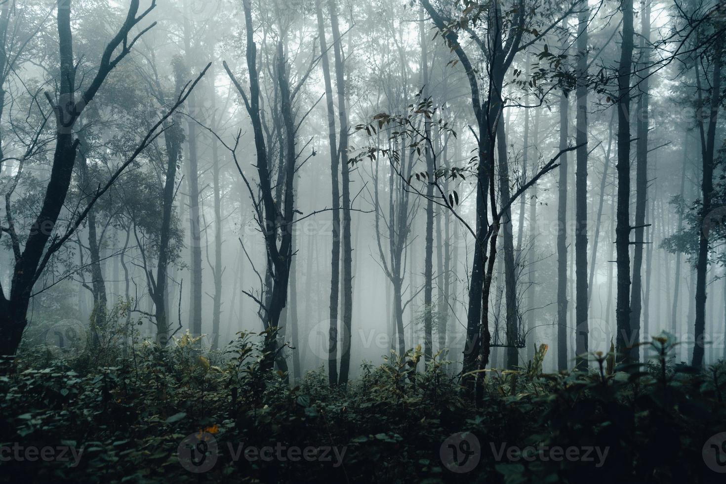 dark forest during a foggy,forest pine in asia photo