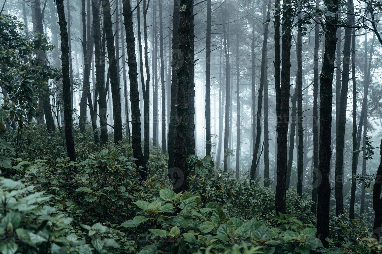 Bosque oscuro durante una niebla, bosque de pinos en Asia foto