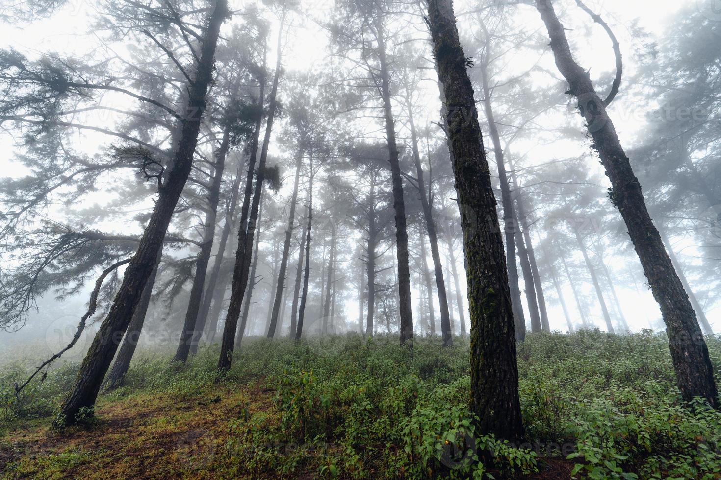 dark forest during a foggy,forest pine in asia photo