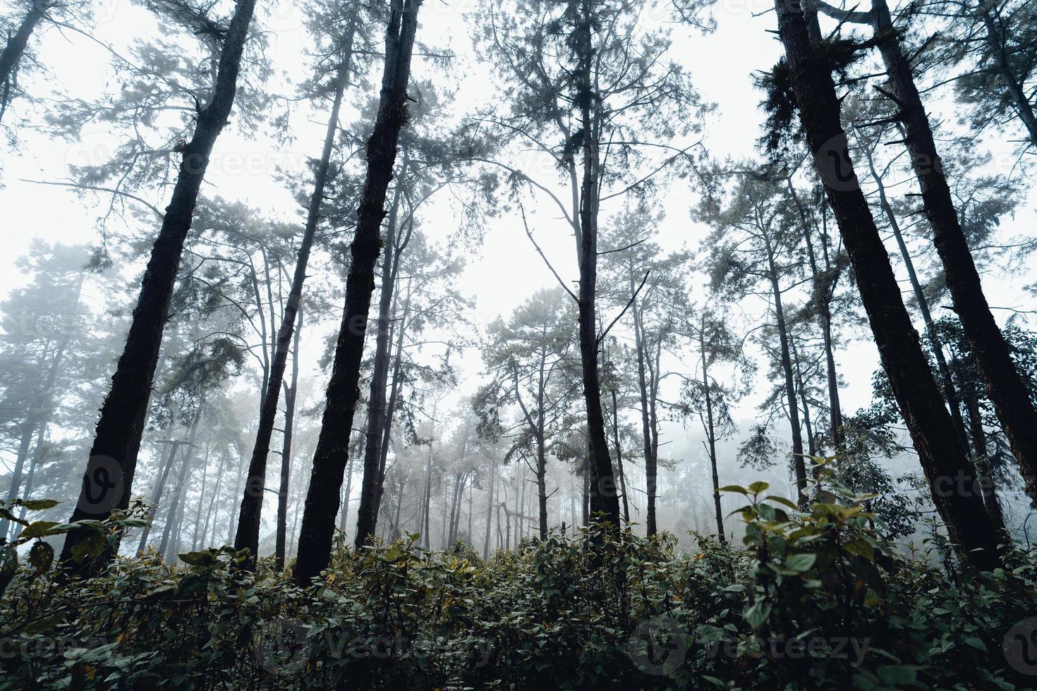 dark forest during a foggy,forest pine in asia photo