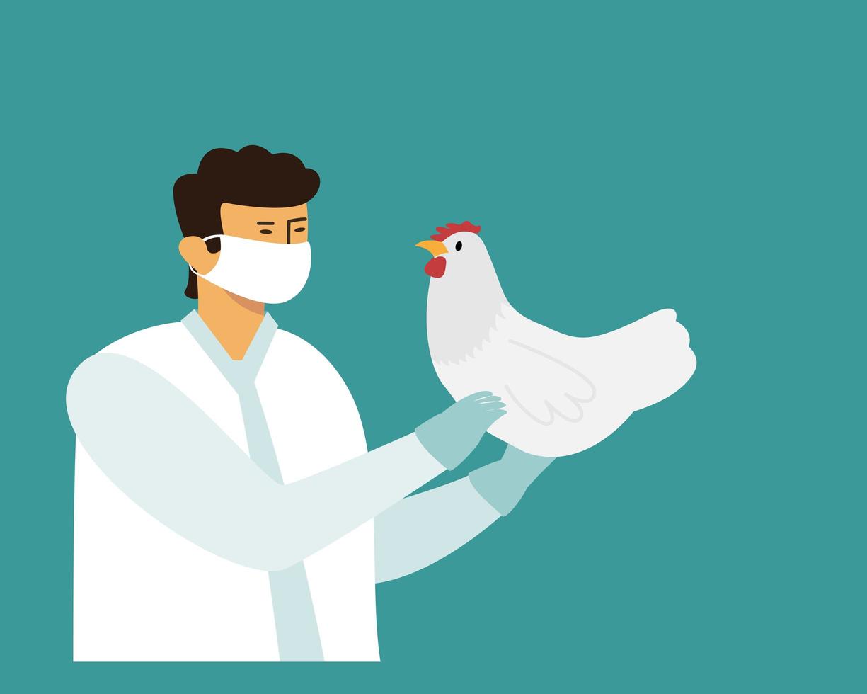 Doctor in medical mask hold chicken in his hands vector