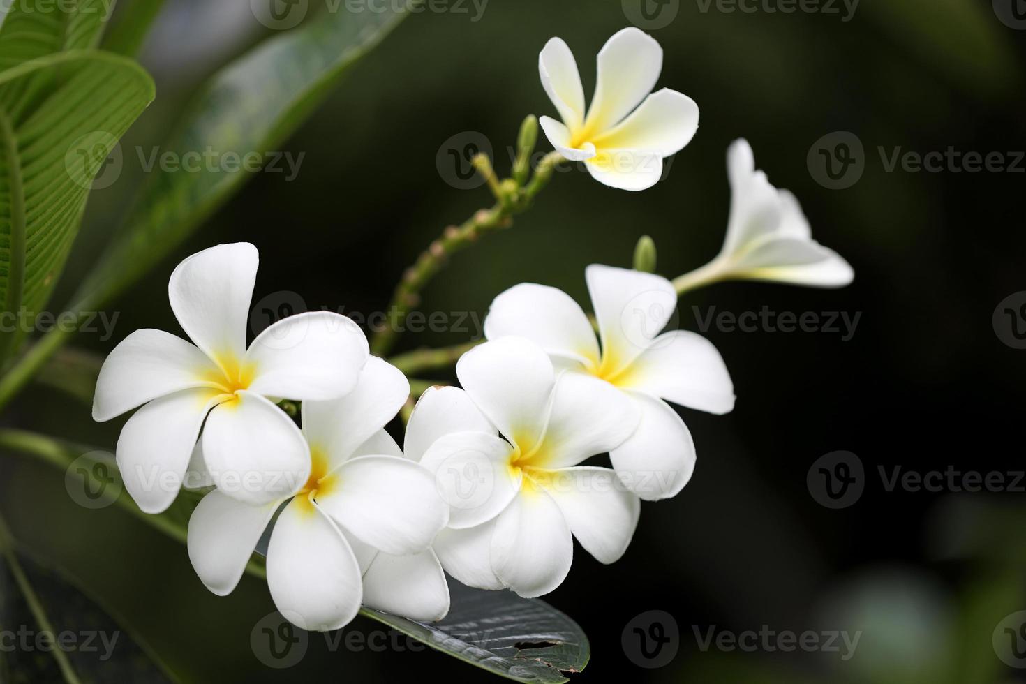 White Frangipani Flower photo