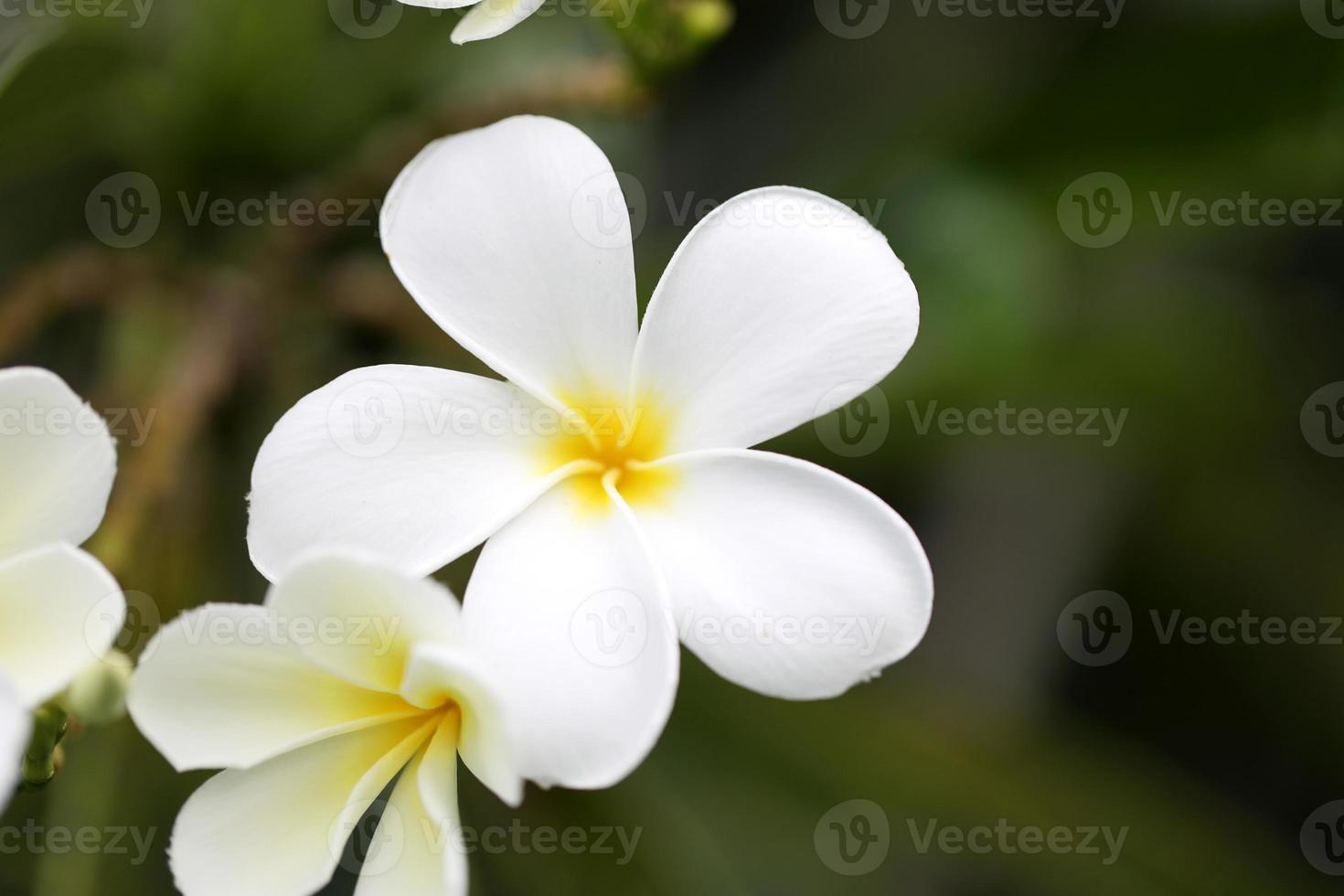 White Frangipani Flower photo