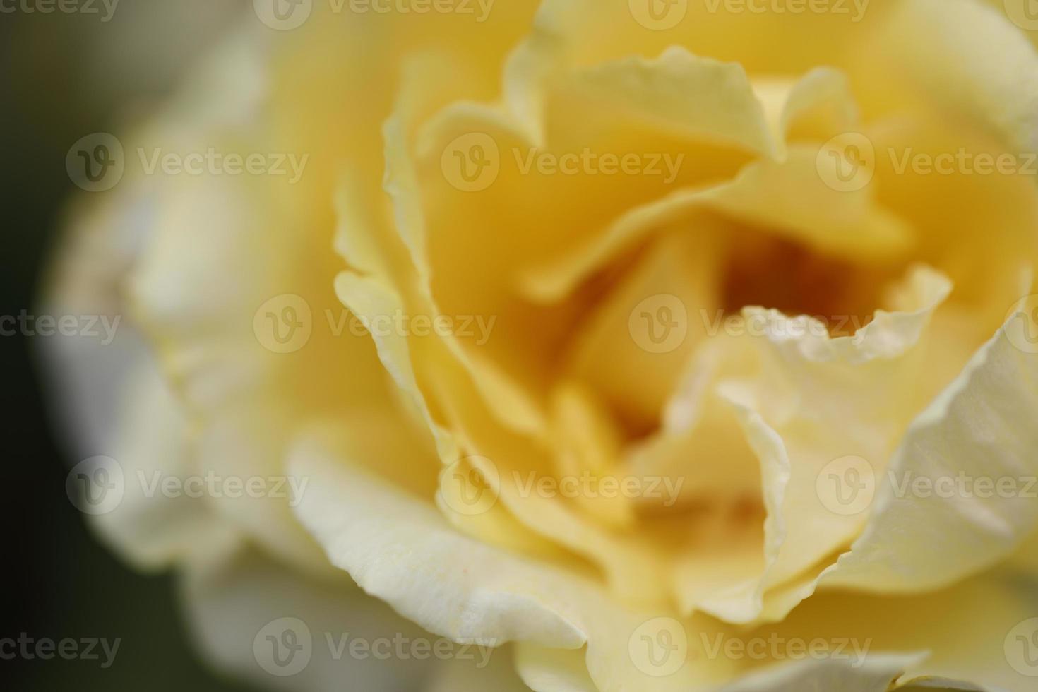 Wild Yellow Rose photo